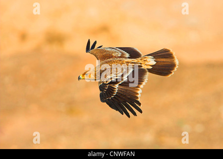 Kaiseradler (Aquila Heliaca), fliegen, Oman Stockfoto