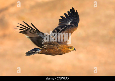 Steppenadler (Aquila Nipalensis, Aquila Rapax Nipalensis), fliegen, Oman Stockfoto