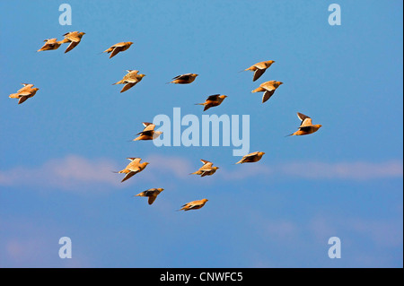 Kastanien-bellied Sandgrouse (Pterocles Exustus), fliegen Herde, Oman Stockfoto