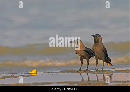 Haus-Krähe (Corvus Splendens), zwei Personen stehen am Strand, Oman Stockfoto