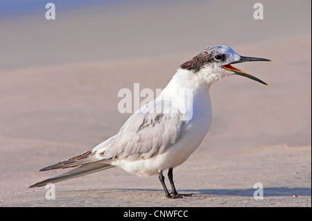 Brandseeschwalbe (Sterna Sandvicensis, Thalasseus Sandvicensis), Berufung, Oman Stockfoto