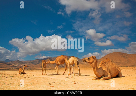 Dromedar, einen buckligen Kamel (Camelus Dromedarius), Herde in der Wüste, Oman Stockfoto