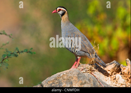 Arabische Chukar (Alectoris Melanocephala), stehend auf Stein, Oman Stockfoto