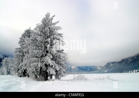 Norwegen Fichte (Picea Abies), Nadelbaum mit Raureif, Slowenien, Bled Stockfoto