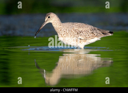 Willett (Catoptrophorus Semipalmatus), stehen im flachen Wasser, USA, Florida Stockfoto