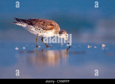 Willett (Catoptrophorus Semipalmatus), stehen im flachen Wasser auf der Suche nach Nahrung, USA, Florida Stockfoto