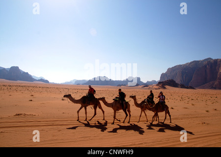 Baktrischen, zwei bucklig Kamel (Camelus Bactrianus), Kamel Kamelritt durch die Wüste Wadi Rum, Jordanien Stockfoto