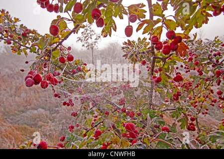 Weißdorn (Crataegus spec.), Früchte mit Gebrüll Frost, Deutschland, Thüringen, Nationalpark Hainich, Weißdorn, weiße Dorn Stockfoto