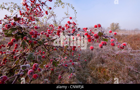 Weißdorn (Crataegus spec.), Früchte mit Gebrüll Frost, Deutschland, Thüringen, Nationalpark Hainich, Weißdorn, weiße Dorn Stockfoto