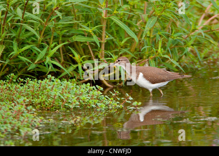 Flussuferläufer (Tringa Hypoleucos, Actitis Hypoleucos), Fuß in Wasser, Deutschland, North Rhine-Westphalia, Rieselfelder Münster Stockfoto