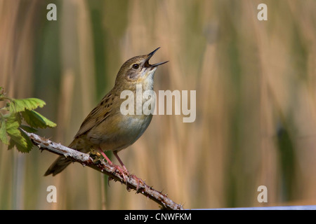 Grasshopper Warbler (Locustella Naevia), sitzen auf Blackberry Zweig, singen, Niederlande, Texel Stockfoto