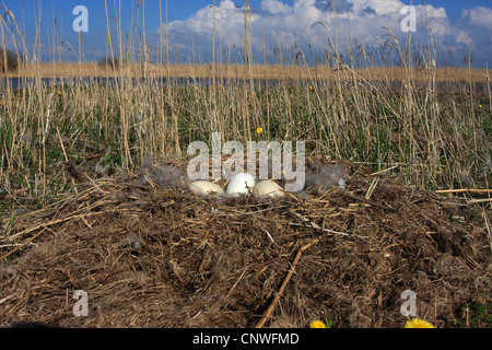 Kanadagans (Branta Canadensis), Eiern, Niederlande, Makkum Stockfoto