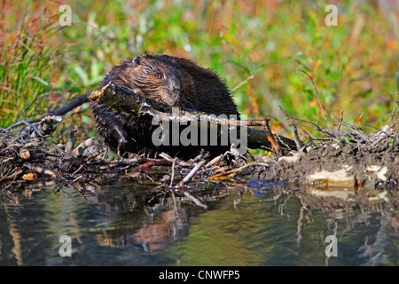 Nordamerikanische Biber, kanadische Biber (Castor Canadensis), bauen einen Damm, USA, Alaska, Denali Nationalpark Stockfoto