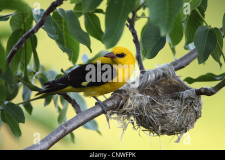 Pirol (Oriolus Oriolus), Mal am Nest, Bulgarien Stockfoto