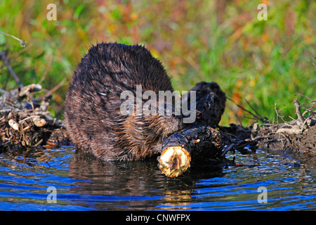 Nordamerikanische Biber, kanadische Biber (Castor Canadensis), bauen einen Damm, USA, Alaska, Denali Nationalpark Stockfoto