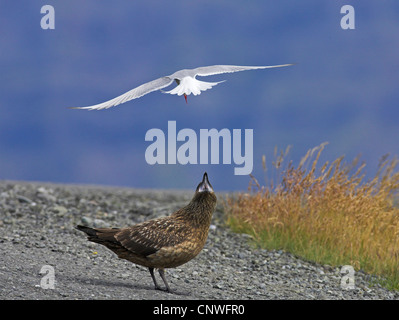 Great Skua (Catharacta Skua), Küstenseeschwalbe Angriff auf eine Skua, Island, Joekulsarlon Stockfoto