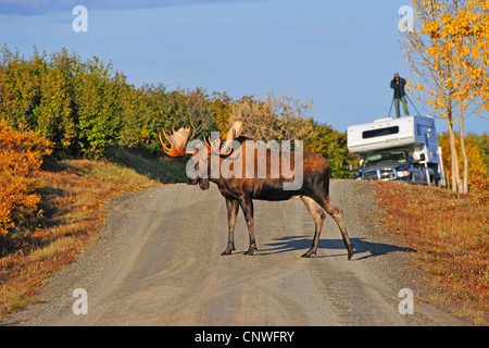 Alaska-Elch, Tundra Moose, Yukon Elch (Alces Alces Gigas), Männlich, überqueren eine Straße Fotograf im Hintergrund, USA, Alaska, Denali Nationalpark Stockfoto