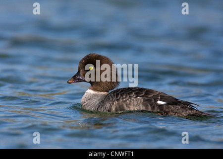 Barrow Goldeneye (Bucephala Islandica), Schwimmen weiblich am Myvatn See Myvatn, Island, Stockfoto