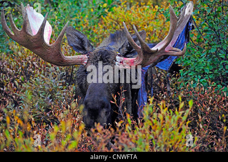Alaska-Elch, Elch Tundra, Yukon Elch (Alces Alces Gigas), Elch in der Brunftzeit mit samt im Geweih, USA, Alaska, Denali Nationalpark Stockfoto
