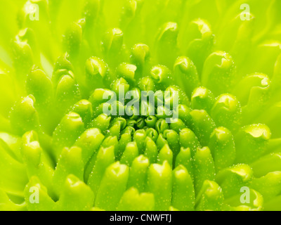 Grüne Chrysantheme Blume makro Zusammenfassung Stockfoto
