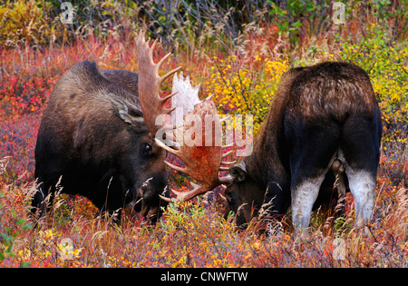 Alaska-Elch, Elch Tundra, Yukon Elch (Alces Alces Gigas), zwei Männchen kämpfen Druing Spurrinnen Saison, USA, Alaska, Denali Nationalpark Stockfoto