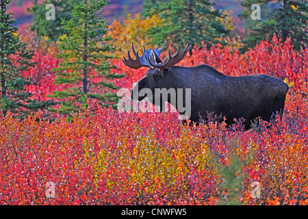 Alaska-Elch, Elch Tundra, Yukon Elch (Alces Alces Gigas), stehend im Herbst farbige Blaubeeren, USA, Alaska, Denali Nationalpark Stockfoto