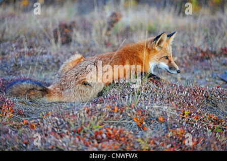 Rotfuchs (Vulpes Vulpes), lauern, USA, Alaska, Denali Nationalpark Stockfoto