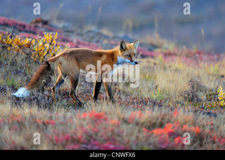 Rotfuchs (Vulpes Vulpes), auf den Feed, USA, Alaska, Denali Nationalpark Stockfoto