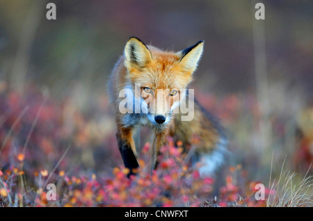 Rotfuchs (Vulpes Vulpes), auf den Feed, USA, Alaska, Denali Nationalpark Stockfoto