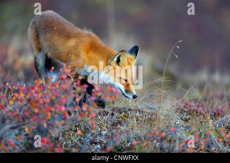 Rotfuchs (Vulpes Vulpes), auf den Feed, USA, Alaska, Denali Nationalpark Stockfoto