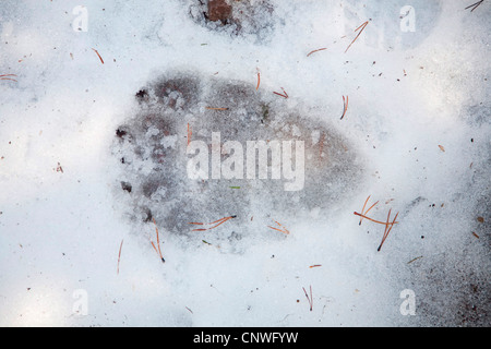 Brauner Bär, grizzly Bär (Ursus Arctos Horribilis), Pfote Drucken im Schnee, Kanada, Alberta, Waterton Lakes National Park Stockfoto