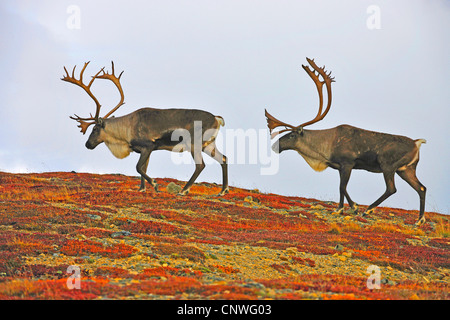 kargen Boden Carribu, Rentier (Rangifer Tarandus Caribou), zwei Männchen in Tundra, USA, Alaska, Denali Nationalpark Stockfoto