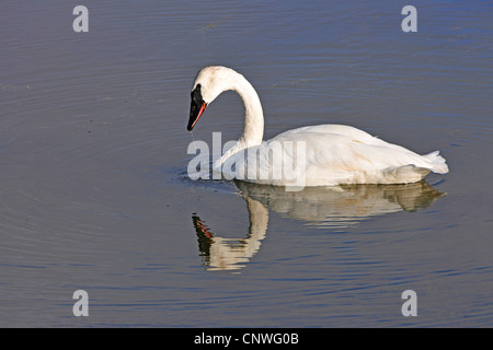 Trompeter Schwan (Cygnus Buccinator), Schwimmen in einem Teich, USA, Alaska, Denali Nationalpark Stockfoto