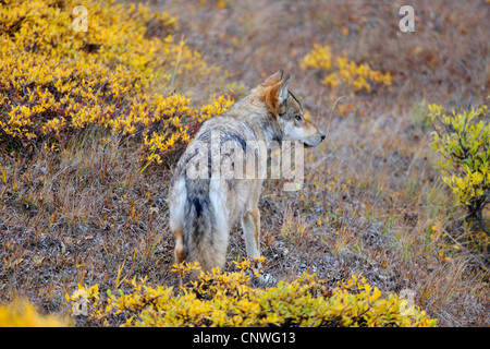 Mackenzie Tal Wolf, Rocky Mountain Wolf, Alaskan Tundra Wolf oder kanadischen Timber Wolf (Canis Lupus Occidentalis), roaming-quer durch die Tundra, USA, Alaska, Denali N.P. Stockfoto