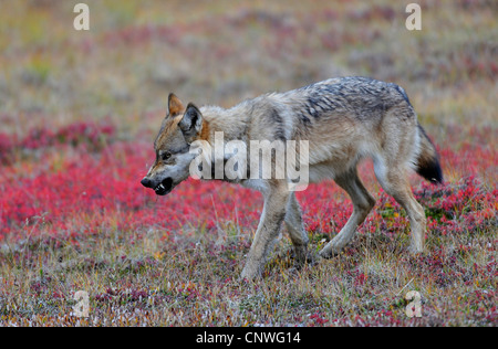 Mackenzie Tal Wolf, Rocky Mountain Wolf, Alaskan Tundra Wolf oder kanadischen Timber Wolf (Canis Lupus Occidentalis), auf das Futter in der Tundra, Zähne, USA, Alaska, Denali Nationalpark anzeigen Stockfoto