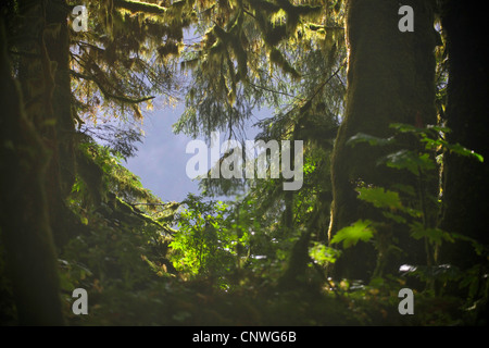 über Pacific Regen Wald, USA, Alaska, Denali Nationalpark anzeigen Stockfoto