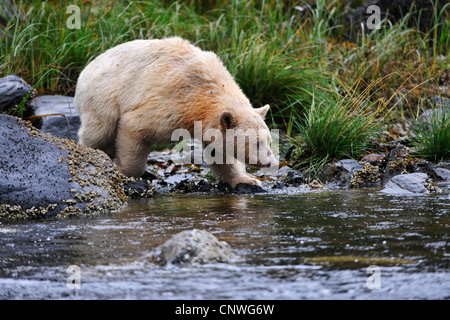 Spirit Bear, Kermode Bär (Ursus Americanus Kermodei), fangen Fische in einem Fluss, Kanada, British Columbia Stockfoto
