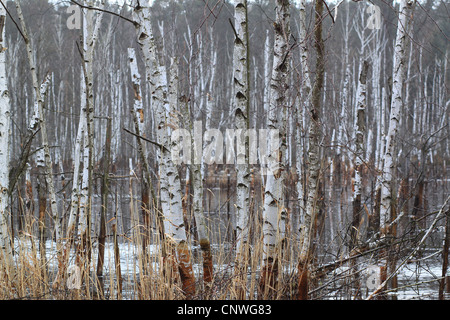 Laub-Europäische Weiße Birken (Betula Pubescens) stehen in einer niedrigen Moor. Illmersdorf von Drebkau, Brandenburg, Deutschland. Stockfoto