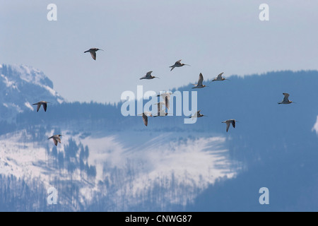 westlichen Brachvogel (Numenius Arquata), strömen über verschneite Hügel, Deutschland, Bayern, Chiemsee fliegen Stockfoto