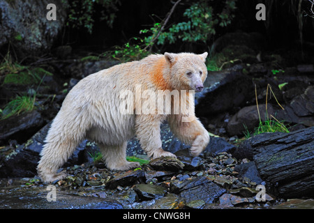 Spirit Bear, Kermode Bär (Ursus Americanus Kermodei), fangen Fische in einem Fluss, Kanada, British Columbia Stockfoto