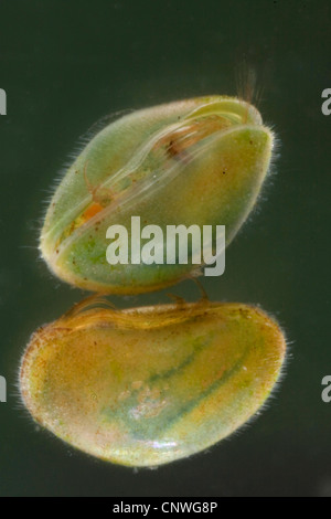 Muschelkrebsen (Schale bedeckt Krebstiere), Samen Garnelen (Ostracoda), mit sehr haarige Schalen, Deutschland, Bayern Stockfoto