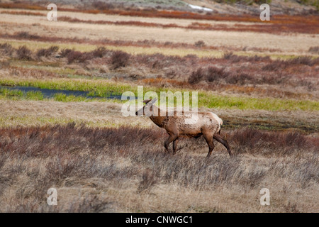 Nelsons Elche (Cervus Elaphus Nelsoni), überqueren Grünland, USA, Wyoming, Yellowstone-Nationalpark Stockfoto