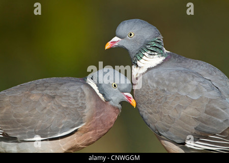 Ringeltaube (Columba Palumbus), paar, Deutschland, Rheinland-Pfalz Stockfoto