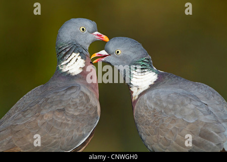 Ringeltaube (Columba Palumbus), paar, Deutschland, Rheinland-Pfalz Stockfoto