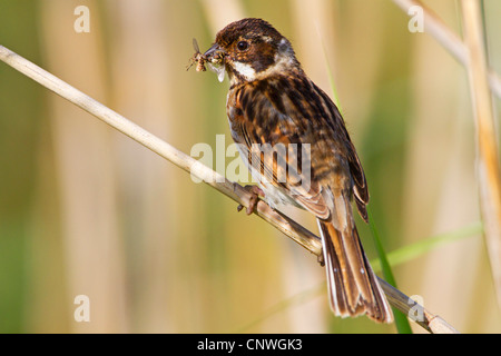 Reed Bunting (Emberiza Schoeniclus), sitzt auf einem Grashalm mit Insekten in ihrem Schnabel, Deutschland, Rheinland-Pfalz Stockfoto