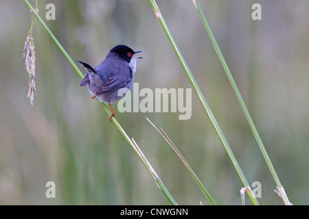 Samtkopfgrasmücke (Sylvia Melanocephala), sitzen im Schilf singt, Spanien, Balearen, Mallorca Stockfoto