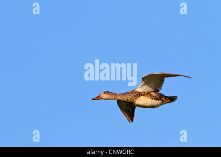 Gadwall (Anas Strepera, Mareca Strepera), fliegen, Spanien, Balearen, Mallorca Stockfoto