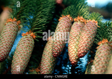 Norwegen-Fichte (Picea Abies, Picea Excelsa), Sorte Inversa, Kegel Stockfoto