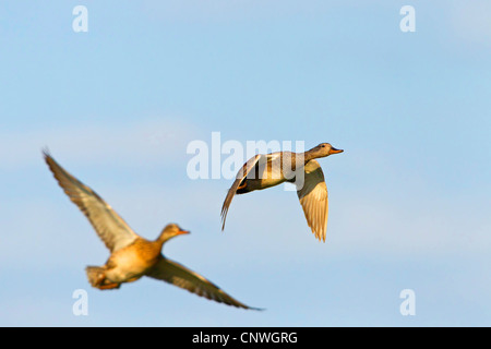 Gadwall (Anas Strepera, Mareca Strepera), fliegen, Spanien, Balearen, Mallorca Stockfoto