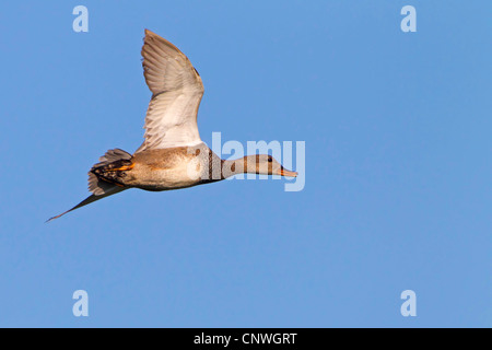 Gadwall (Anas Strepera, Mareca Strepera), fliegen, Spanien, Balearen, Mallorca Stockfoto